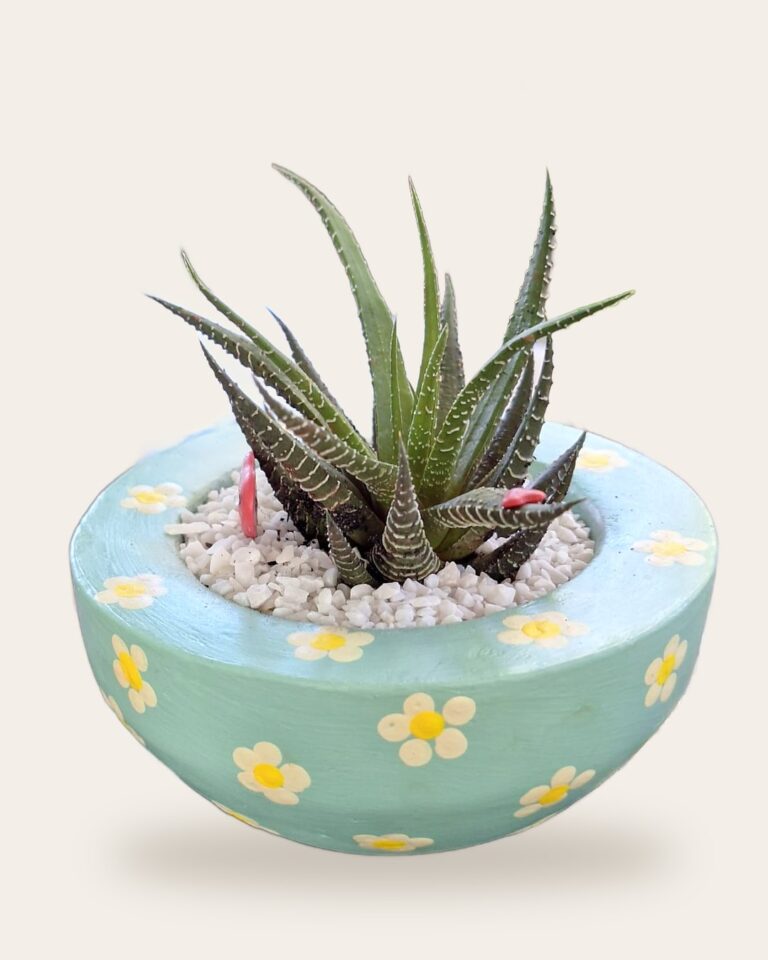 Vaso redondo de concreto verde-água com florzinhas e suculenta zebra